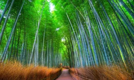 Lạc lối giữa rừng tre đẹp như phim kiếm hiệp ở Nhật Bản