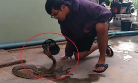 Thợ bắt rắn làm dịu rắn hổ mang chỉ trong chốc lát