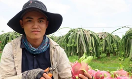 Nghề cắt thanh long thu nhập tiền triệu mỗi ngày ở Bình Thuận