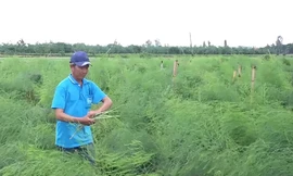 Trồng măng tây thu gần 200 triệu mỗi năm ở An Giang