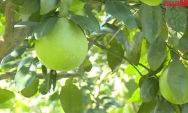 Lạc vào vườn bưởi tâm linh tiến vua chỉ có ở xứ Thanh