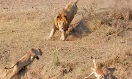 Mải đuổi linh dương, sư tử đực húc thẳng vào sư tử cái