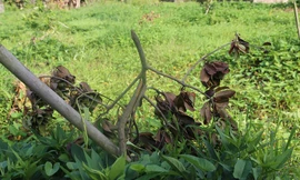 Xót xa nhìn 3 sào cây ăn quả của người dân Hưng Yên bị kẻ gian chặt phá