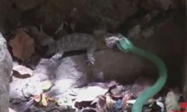 Tắc kè dùng chiêu độc khiến rắn xanh không thể ăn thịt mình