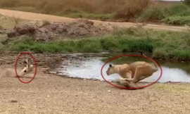 Linh dương thoát chết ngoạn mục trước cuộc phục kích của sư tử