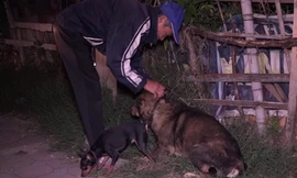 Mỗi năm có 400-500 nghìn người bị chó cắn