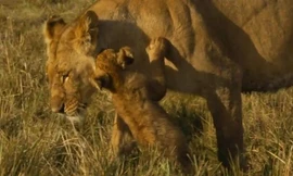 Sư tử bố ngủ quên để bầy chó hoang suýt bắt mất con