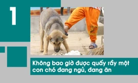 10 cách phòng tránh chó cắn