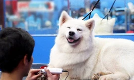 Giá đắt đỏ, dịch vụ chăm thú cưng vẫn hút khách dịp Tết