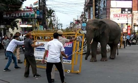Voi hoang gây náo loạn khu phố ở Ấn Độ