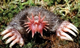 Loài vật lai giữa chuột và bạch tuộc