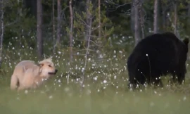 Sói lừa ngoạn mục để cướp mồi của gấu lớn