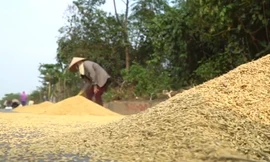 Người dân phơi thóc trên đại lộ Thăng Long