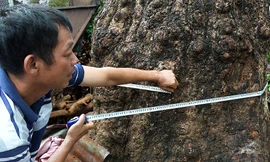 Cây cao su cổ thụ người Pháp mang đến Bình Phước hơn 100 năm trước