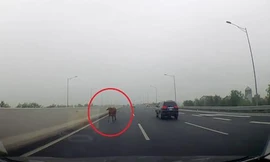 Tài xế hốt hoảng khi thấy bò cùng chủ chạy trên cao tốc