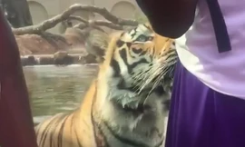 Những khoảnh khắc tại sở thú khiến du khách “khóc thét”