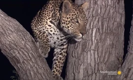 Đôi báo bỏ dở trận chiến khi thấy sư tử đi qua