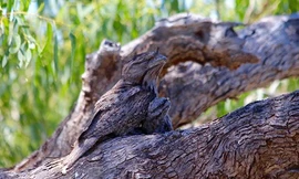 Loài cú giả làm cành cây để lừa con mồi