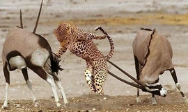 Linh dương sừng kiếm đuổi báo săn cứu con