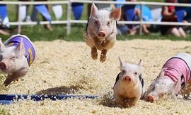 Kỳ lạ cuộc đua lợn vượt chướng ngại vật ở Trung Quốc