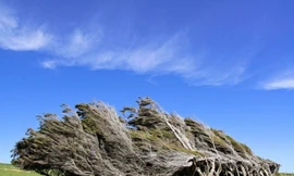 Nơi duy nhất trên Trái Đất cổ thụ bẻ quặt theo gió đại dương