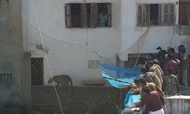 Báo hoang mắc lưới sau hơn ba tiếng náo loạn khu dân cư