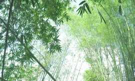 Bảo tàng sinh thái tre 10 ha đầu tiên ở Việt Nam