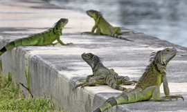 Hàng nghìn con cự đà gây họa cho Florida