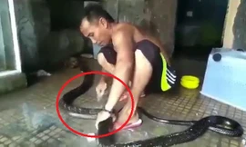 Clip: Người đàn ông tắm, xỉa răng cho rắn khủng như chăm thú cưng