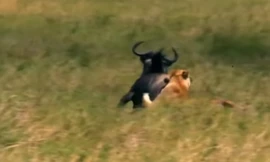 Kết cục khó tin khi linh dương đầu bò quyết đấu với sư tử để cứu con