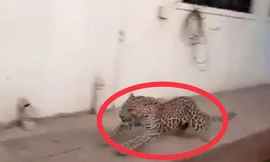 Clip: Báo đốm điên cuồng xông vào khu dân cư cắn người