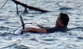 Ngư dân Ninh Thuận giải cứu bất thành cá voi mắc kẹt