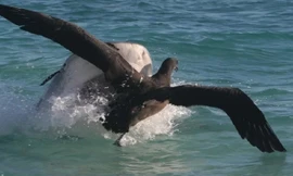 Hải âu mới tập bay nỗ lực thoát khỏi hàm cá mập