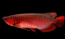 Vì sao loài cá cảnh này lại có giá ngang một chiếc siêu xe?