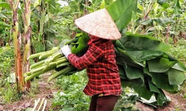 200 triệu đồng/ ha... lá chuối