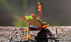 Sự thật đáng buồn đằng sau những bức ảnh động vật gây sốt