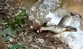 Đòn tấn công làm tê liệt cá sấu của cá chình điện