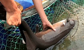 Đầu tư 7 tỷ đồng chờ lấy trứng cá tầm trên lòng hồ thủy điện