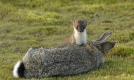 Chiến thuật thôi miên đoạt mạng con mồi của chồn ecmin