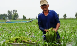 Nông dân trầm mình nhổ hẹ nước mùa lũ