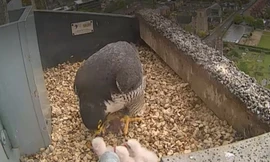 Chim cắt lớn chào đời trong tổ xây trên cao 75 m