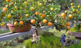 Quất tí hon xuống chợ Tết, giá 4 triệu đồng/cây