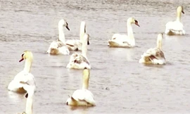 Người dân thích thú ngắm đàn thiên nga trên sông ở Hải Phòng