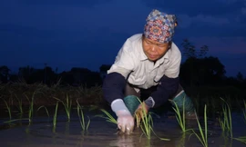 Nông dân cấy lúa từ sáng sớm để tránh nắng nóng ở Hà Nội