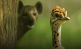 Linh cẩu hứng cú đá trời giáng khi nhăm nhe bắt con đà điểu