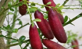 Chanh 'ngón tay' giá 3 triệu đồng/kg ở miền Tây có gì đặc biệt?