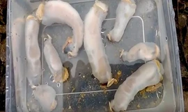 Phát hiện loài hà ăn đá và tiết ra cát dưới sông Philippines