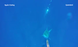 Thợ lặn đối đầu cá mập hổ tại Queensland