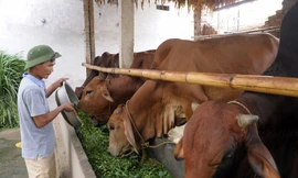 Hóa bò gầy thành béo, kiếm mỗi tháng trăm triệu