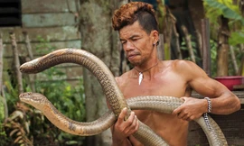 Người đàn ông Indonesia miễn dịch với nọc độc của rắn hổ mang chúa